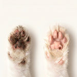 Pet Paw Cleaner